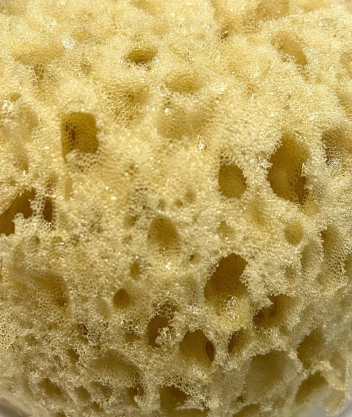 Natural Greek Sea Sponges, Medium Size: 10 x 7 cm,  S1